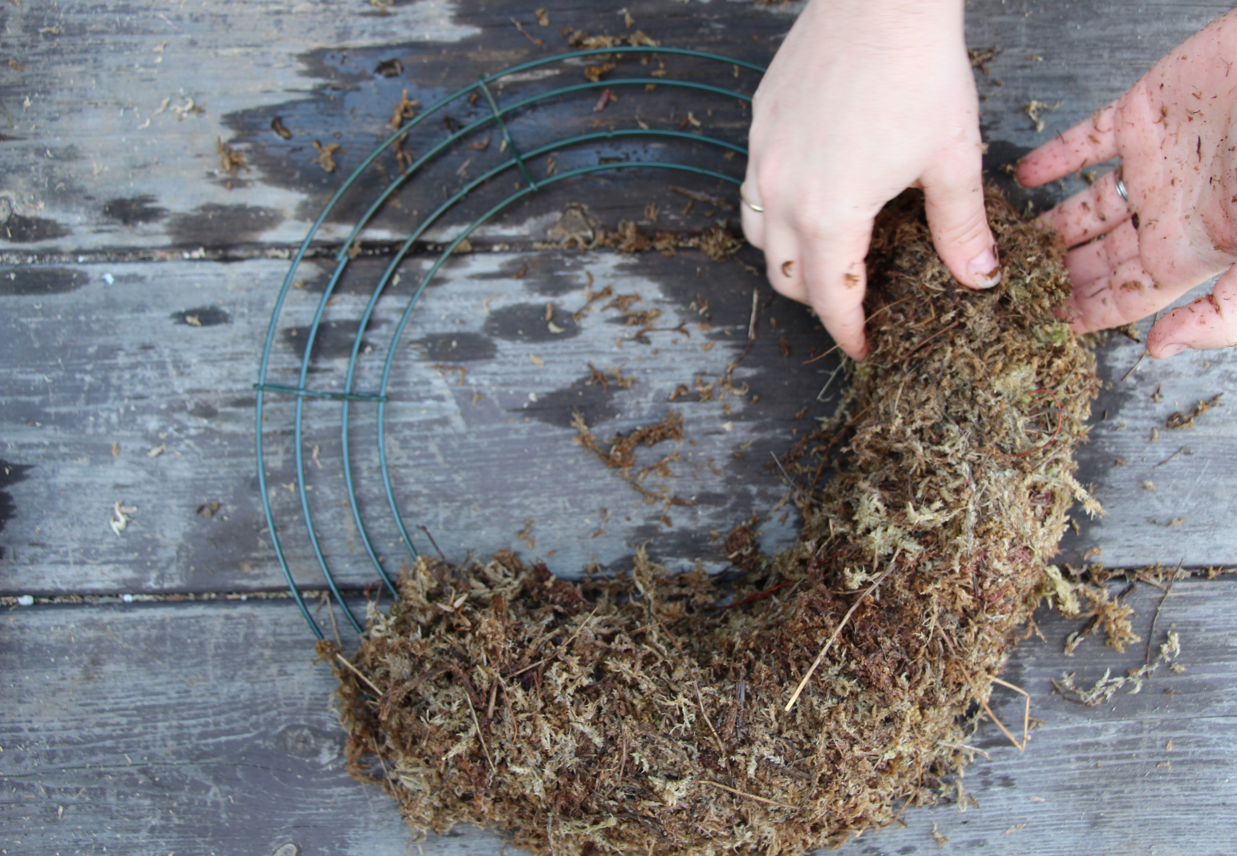 DIY Living Christmas Wreath with Succulents